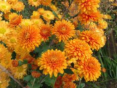 Fiori E Piante Color Arancione Garden4us