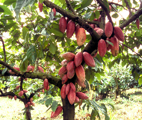 pianta del cacao