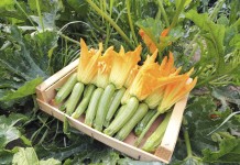 Raccolta della zucchina - Garden4us