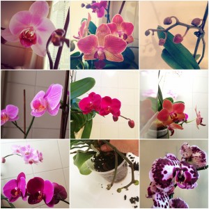 come prendersi cura delle orchidee - Garden4us