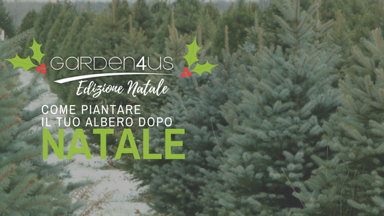 Albero Di Natale 2020 Trackidsp 006.Come Ripiantare L Albero Di Natale Dopo Le Feste Garden4us