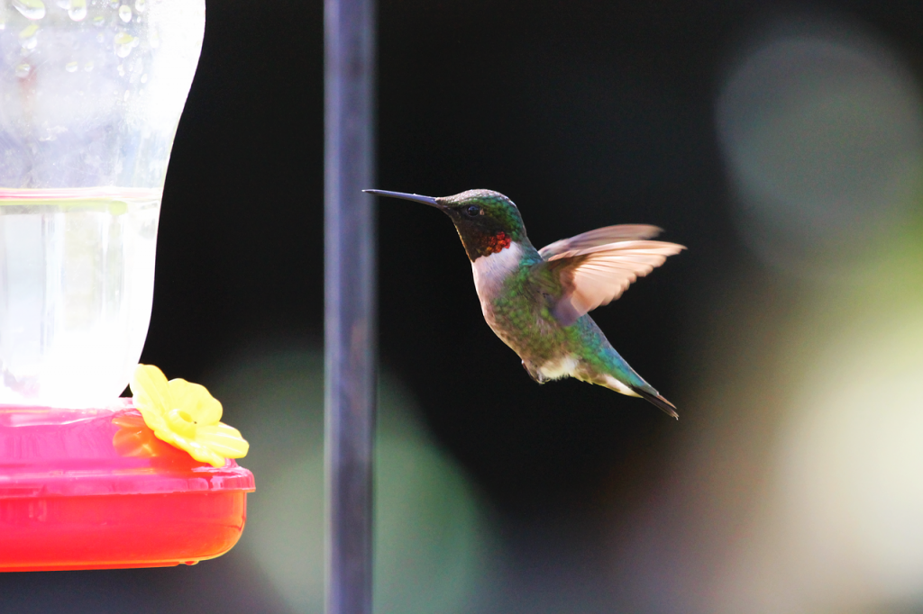 Colibri Colibrì Alimentatore Mangiatoia per Uccelli 20pcs Accessori Fiori Giardino 