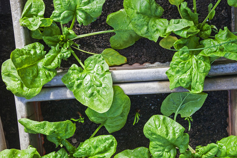 coltivare spinaci in vaso