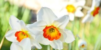 Narciso - Garden4us